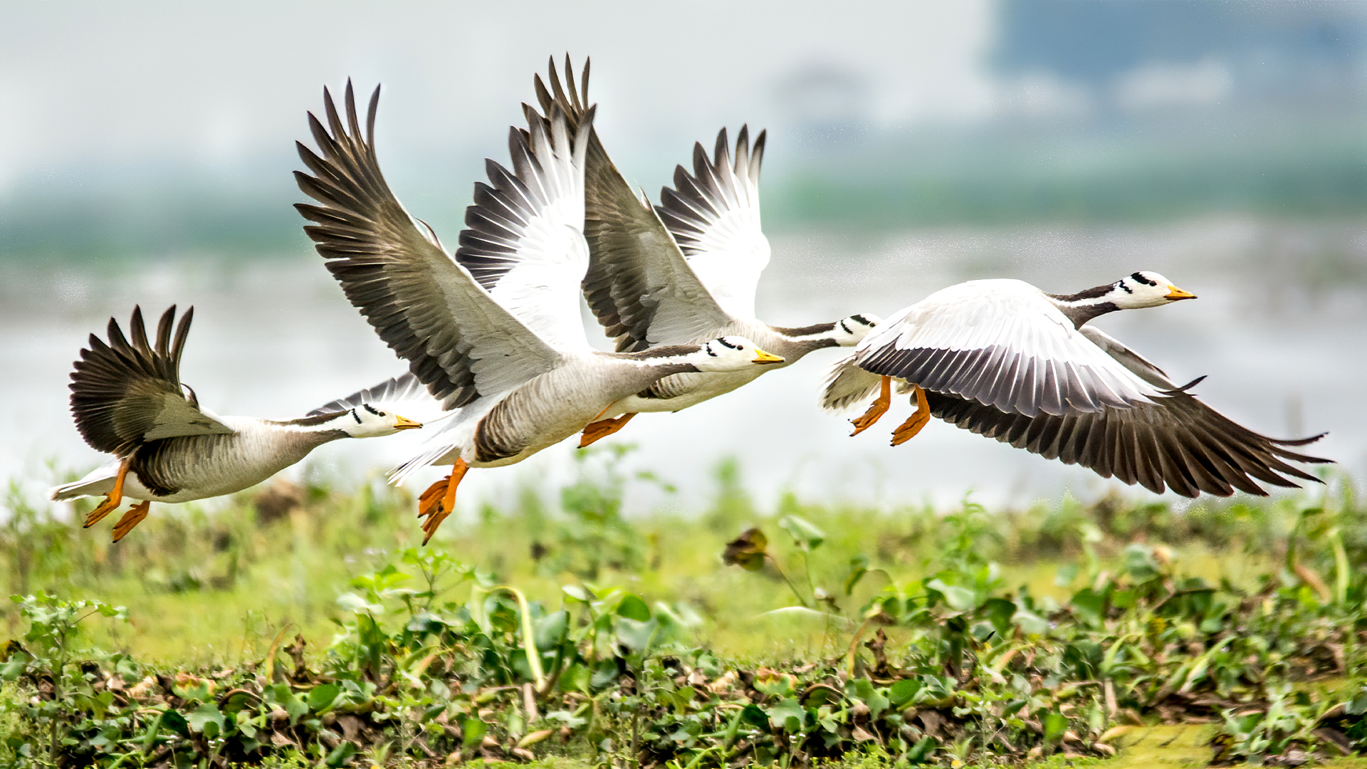 Bar-Headed Geese Flock Gracefully in Maguribeel, Assam, India